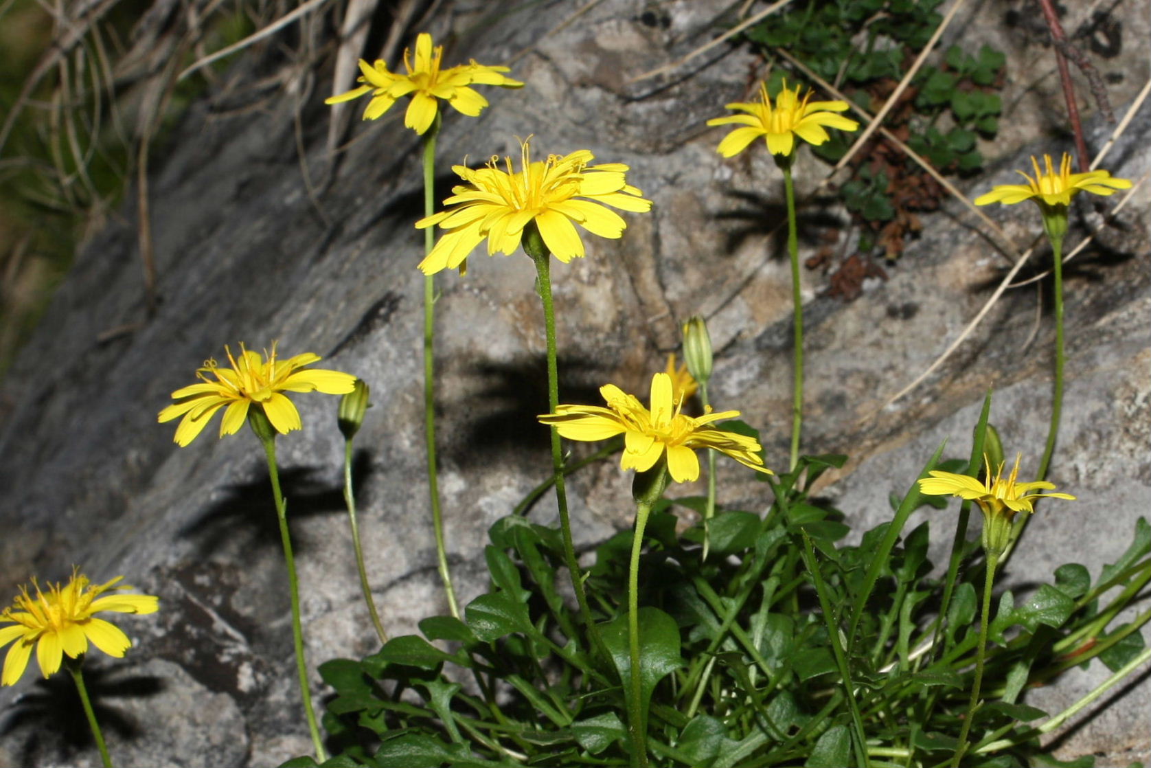 Robertia taraxacoides / Costolina appenninica